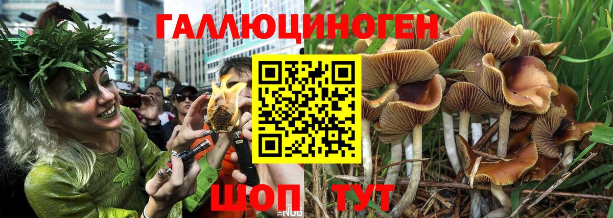 Ангарск  Псилоцибиновые грибы Psilocybe  Вход с VPN 